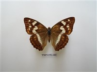 藏品(金鎧蛺蝶)的圖片